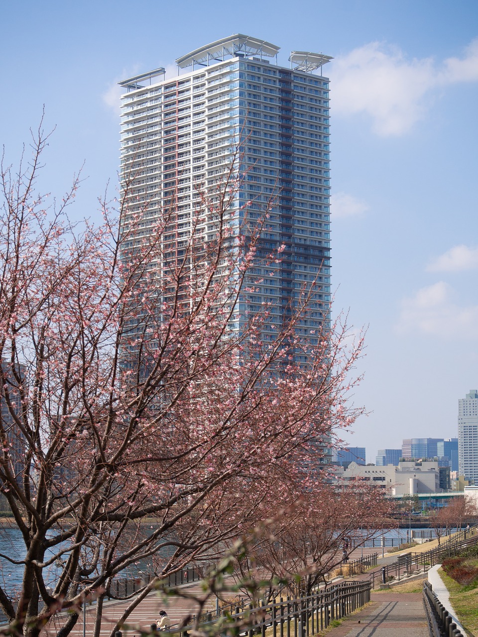 building  cherry blossoms  in cherry free photo