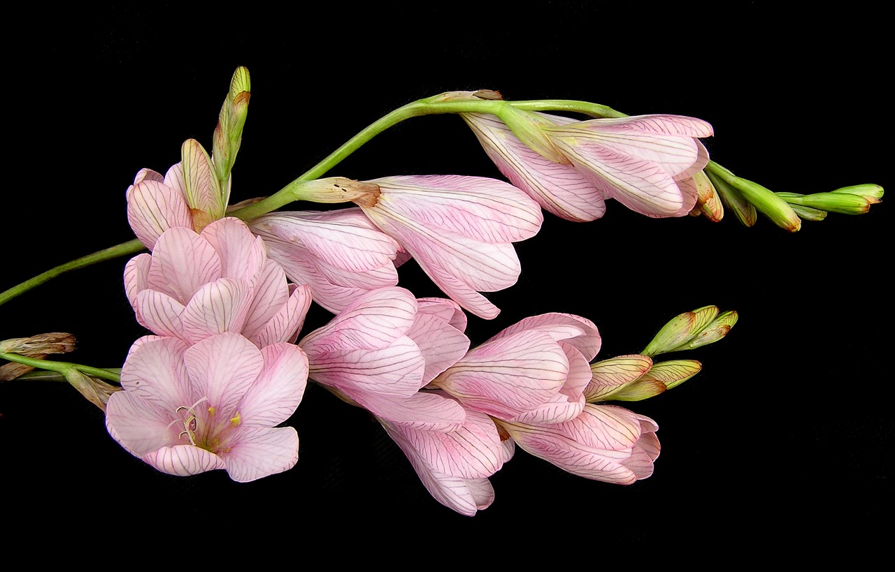 bulb flower pink free photo