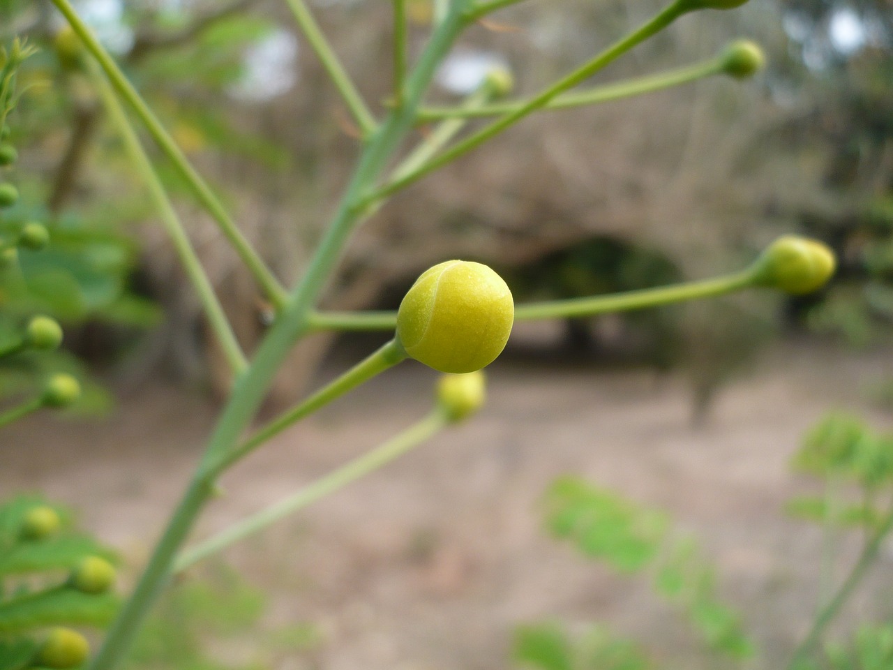 bulb  nature  macro free photo