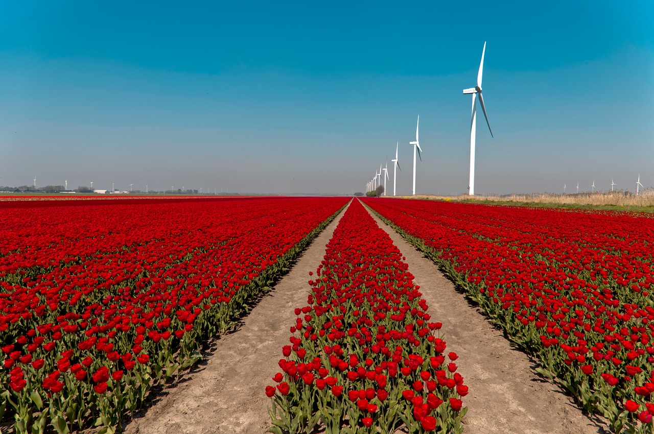 bulb fields  tulips  bulb free photo