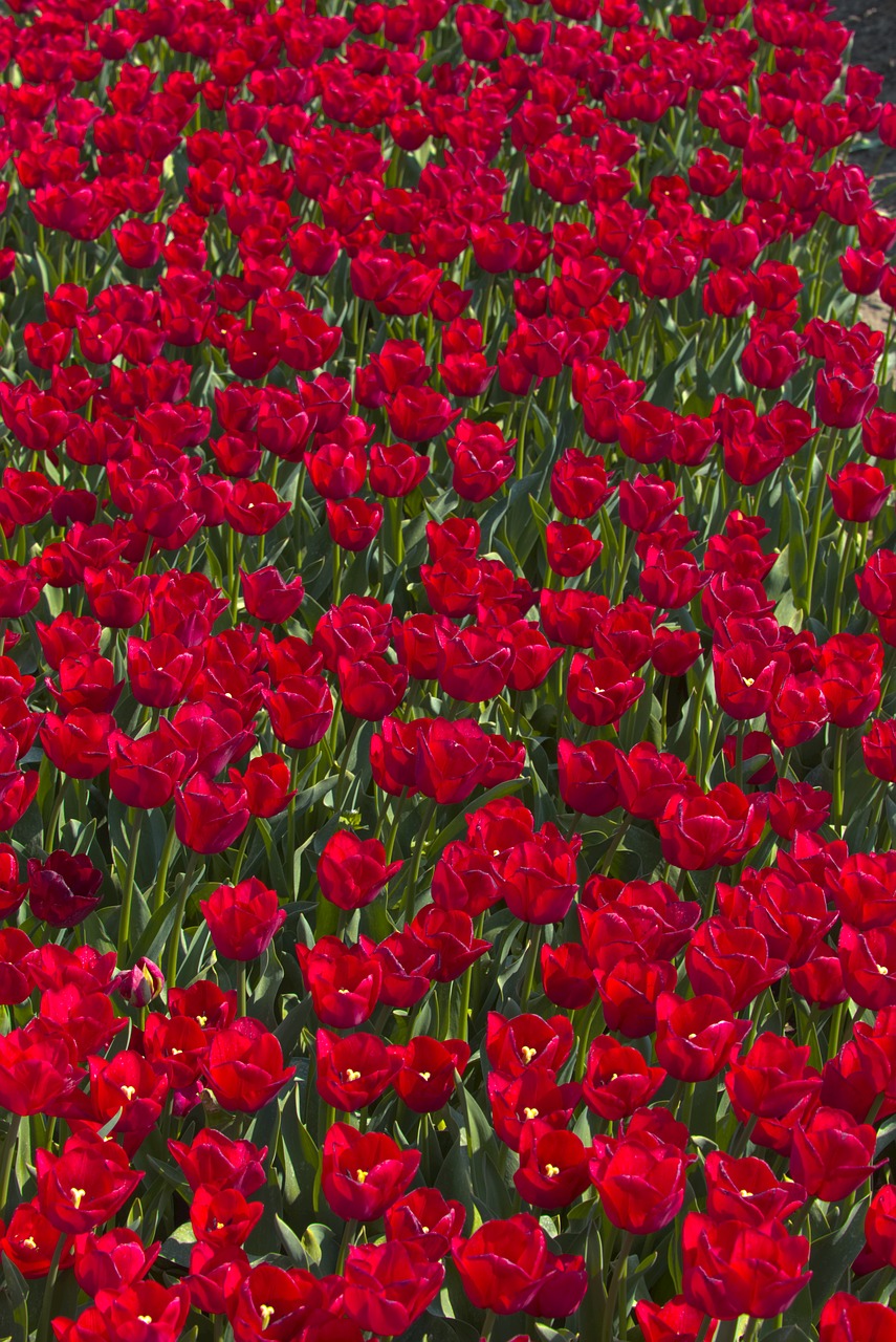 bulb fields  tulips  bulb free photo