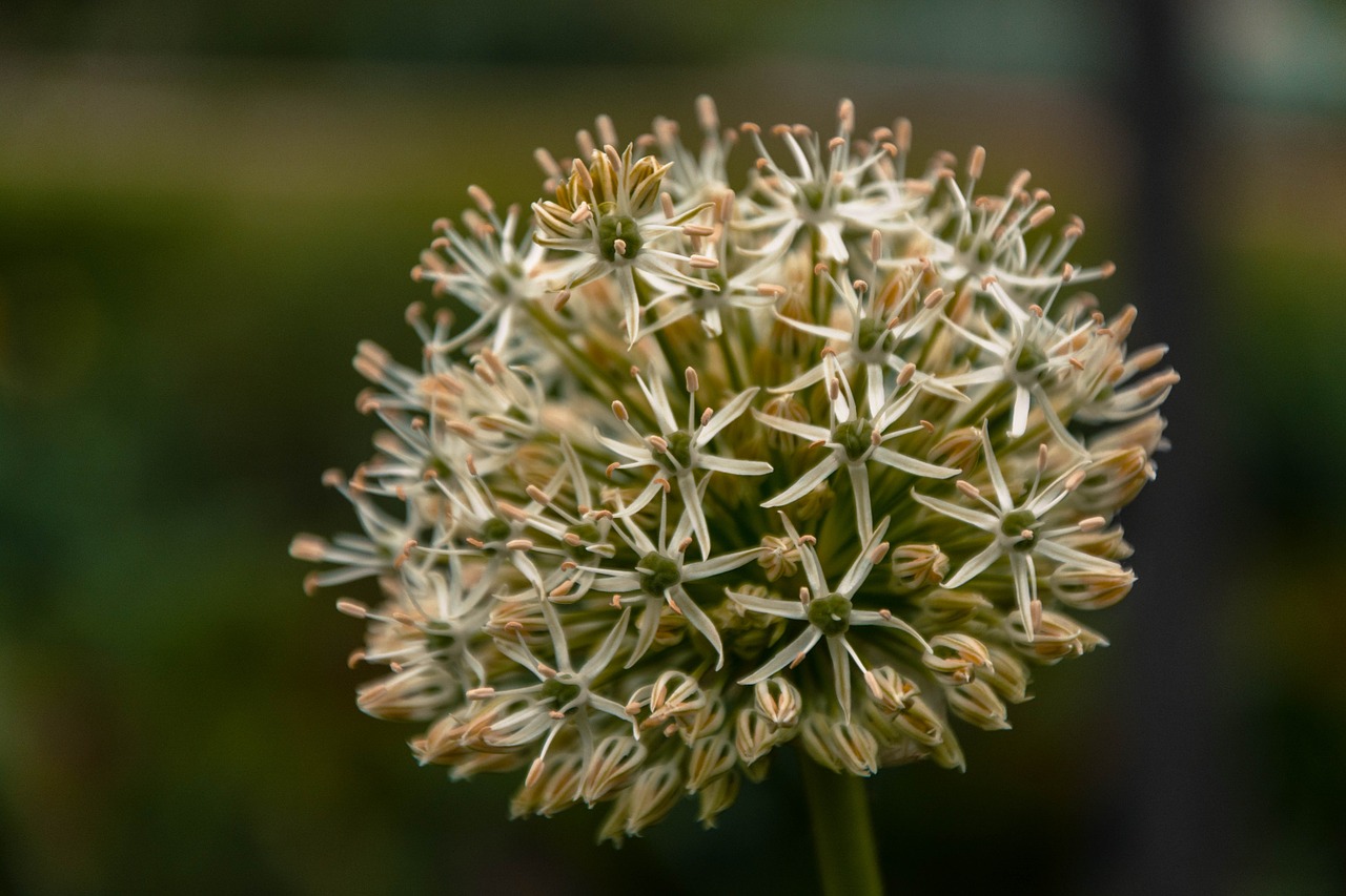 bulb flowers plant close free photo