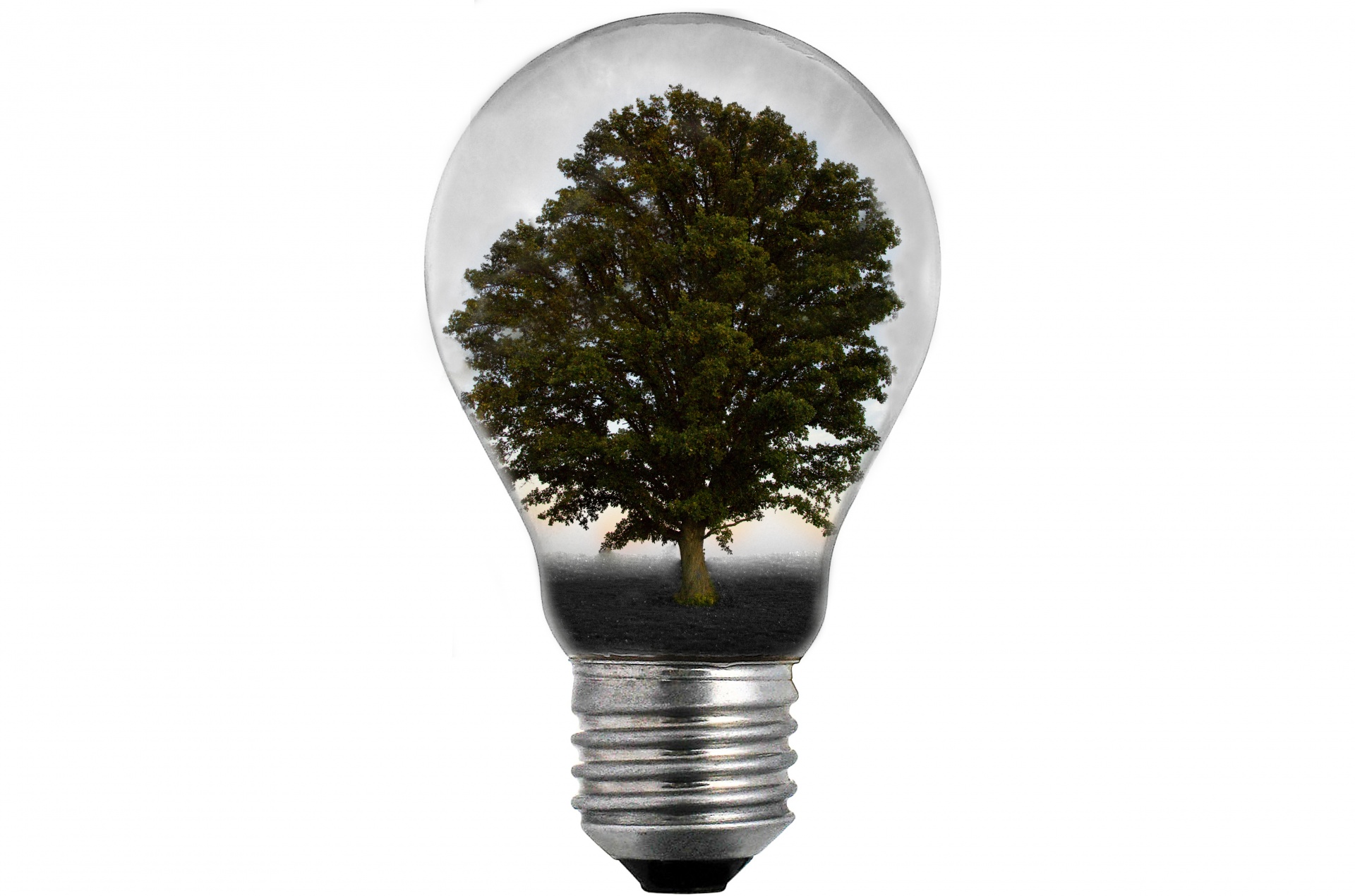 tree lightbulb bulb free photo