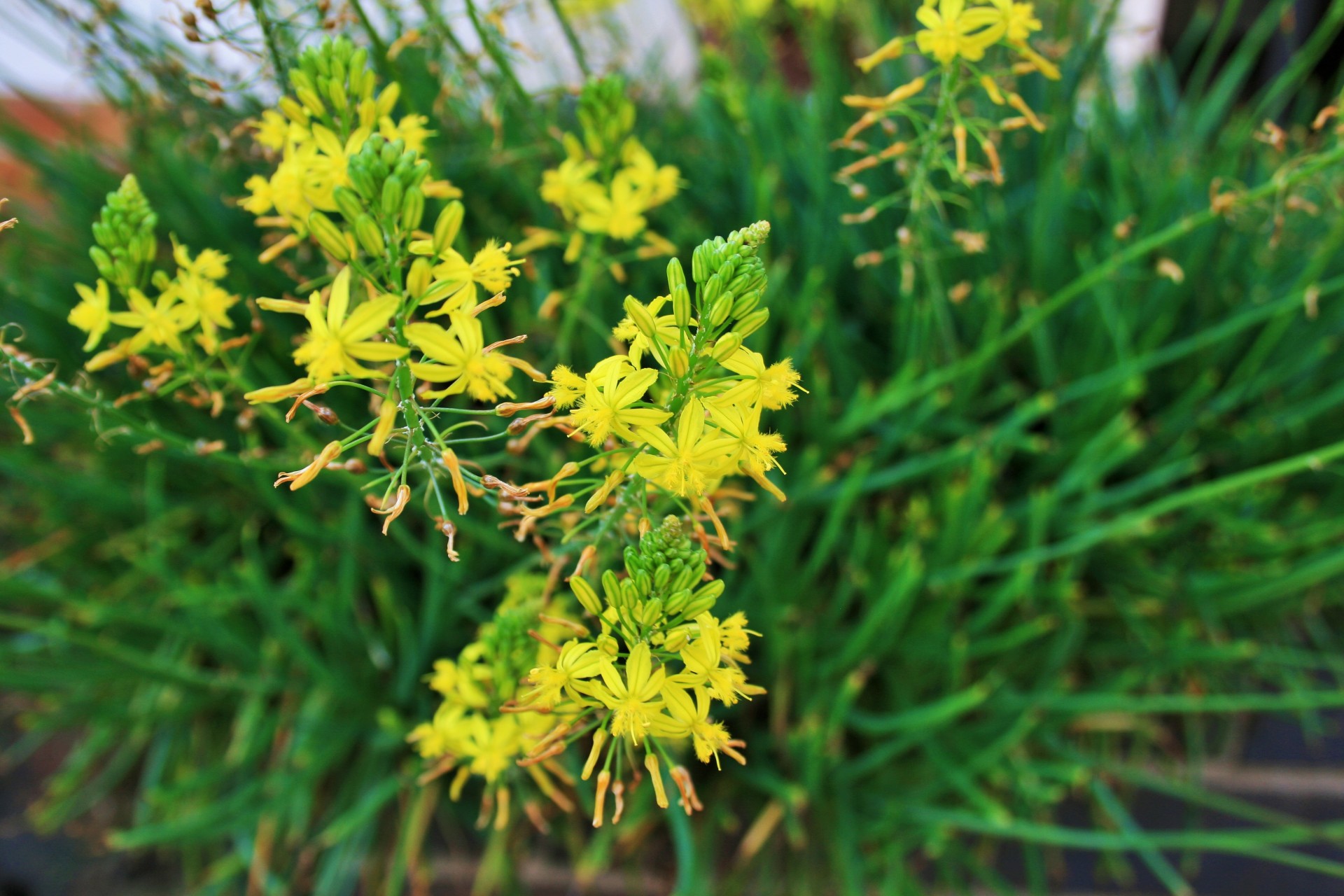 bulbinella flowering yellow free photo
