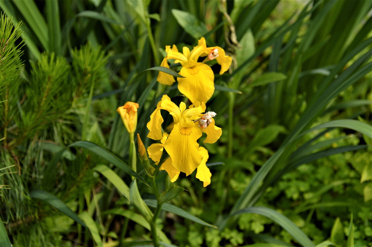 bulbous iris  flowers  plants free photo