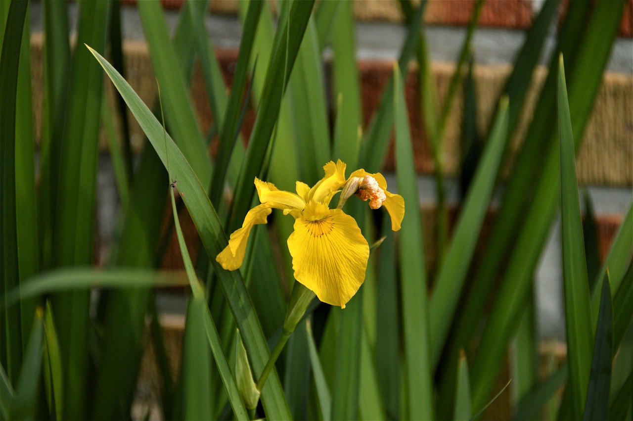 bulbous iris  flowers  plants free photo