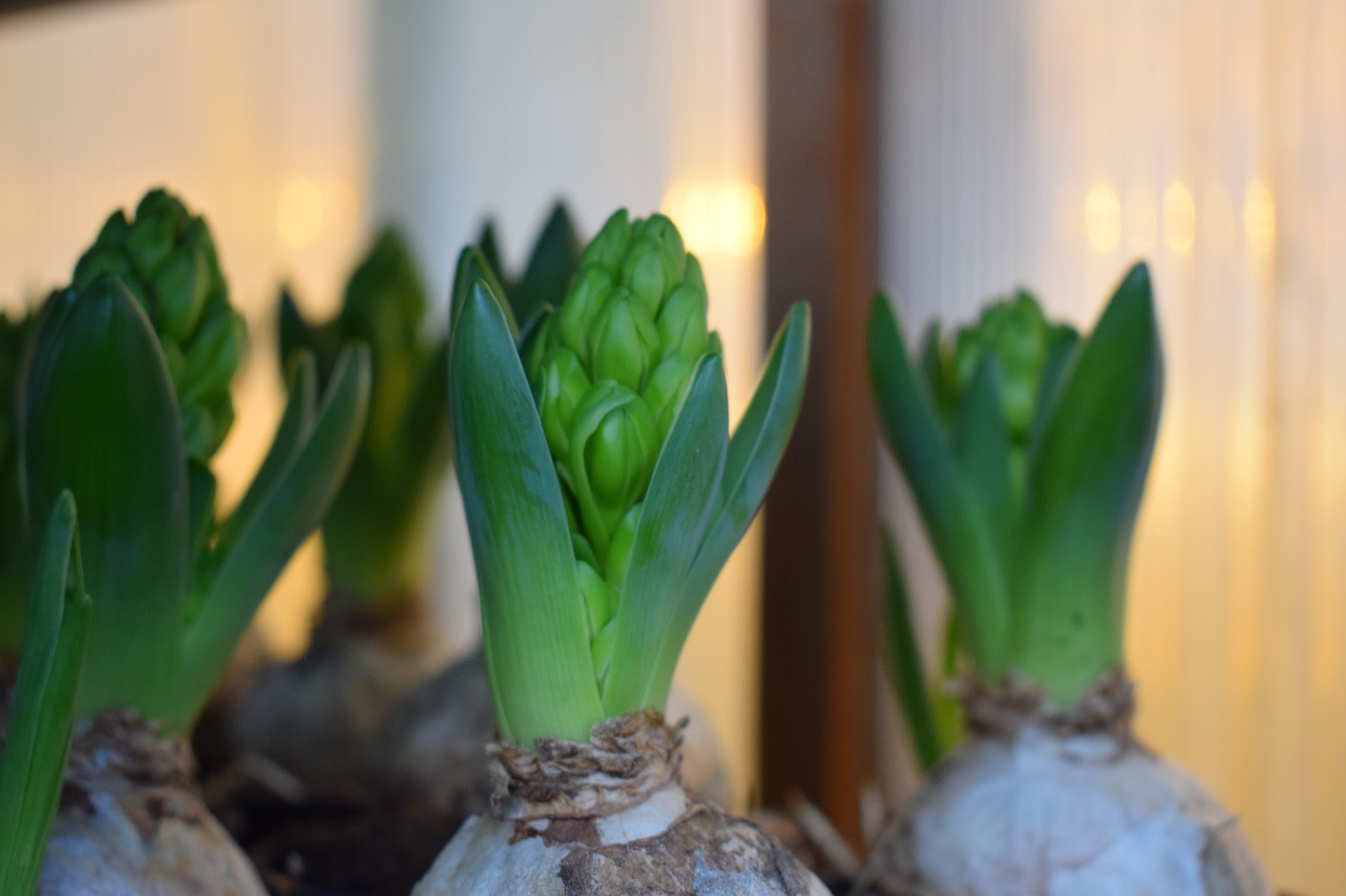 bulbs christmas flowers hyacinth free photo