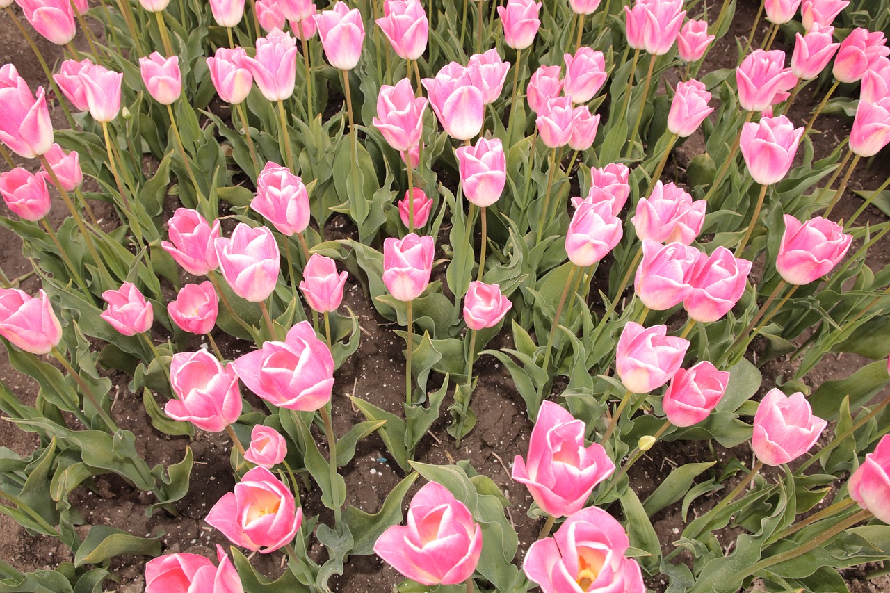 bulbs flowers tulips free photo