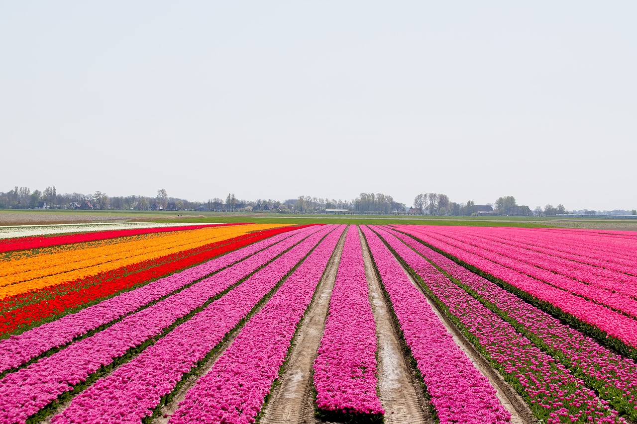 bulbs  bulb fields  tulips free photo