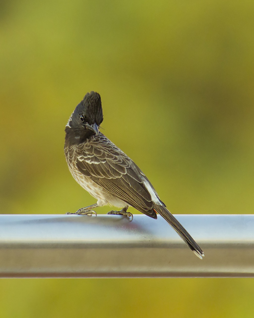 bulbul red vented free photo
