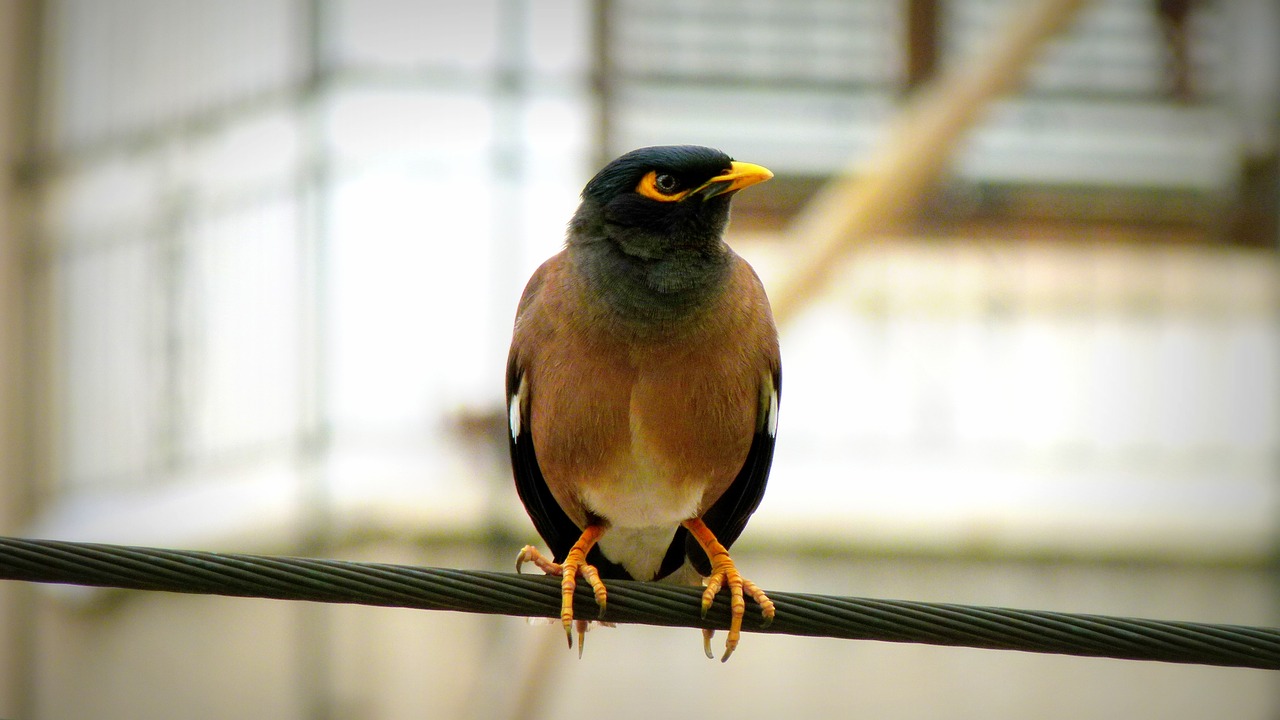 bulbul bird wildlife free photo