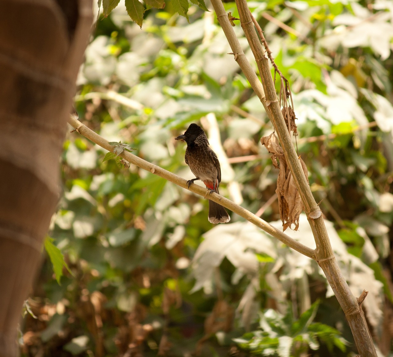 bulbul redvented perched free photo