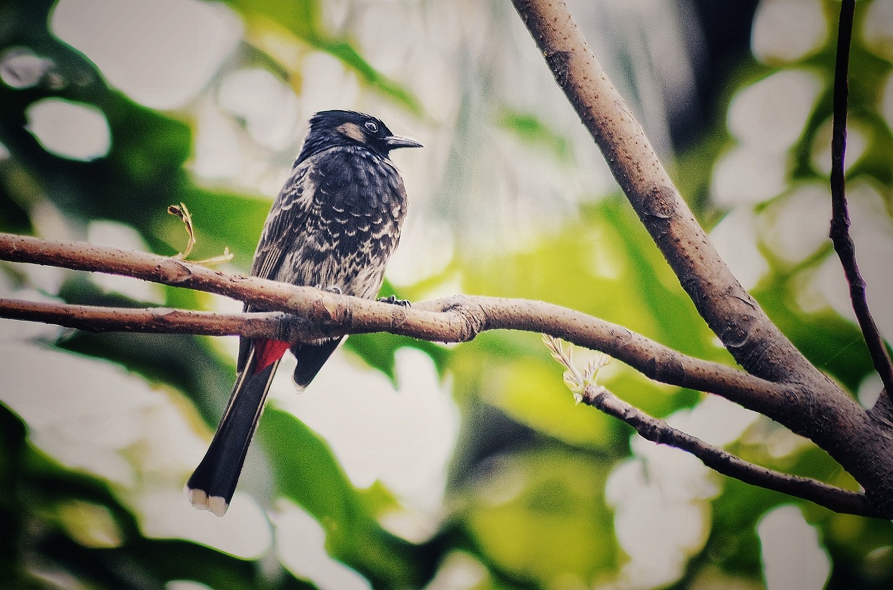 bulbul  bird  on the tree free photo