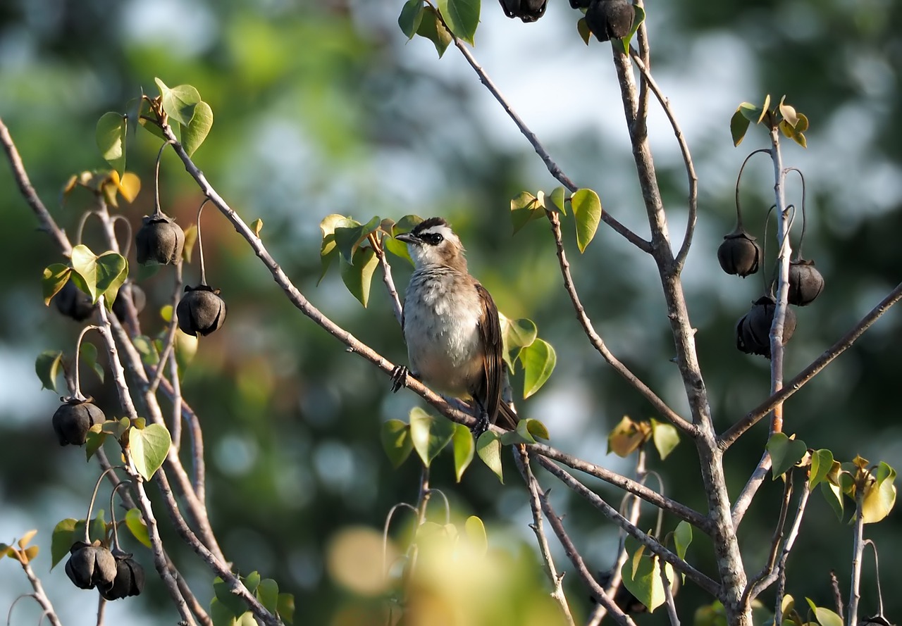 bulbul  yellow-vented  outdoor free photo