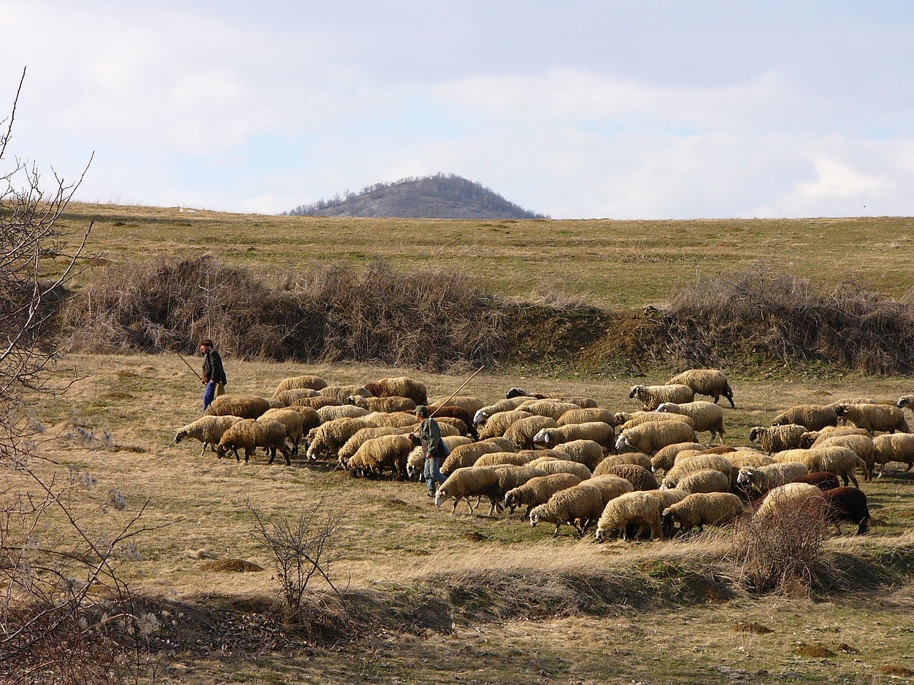 bulgaria mountain sheep free photo