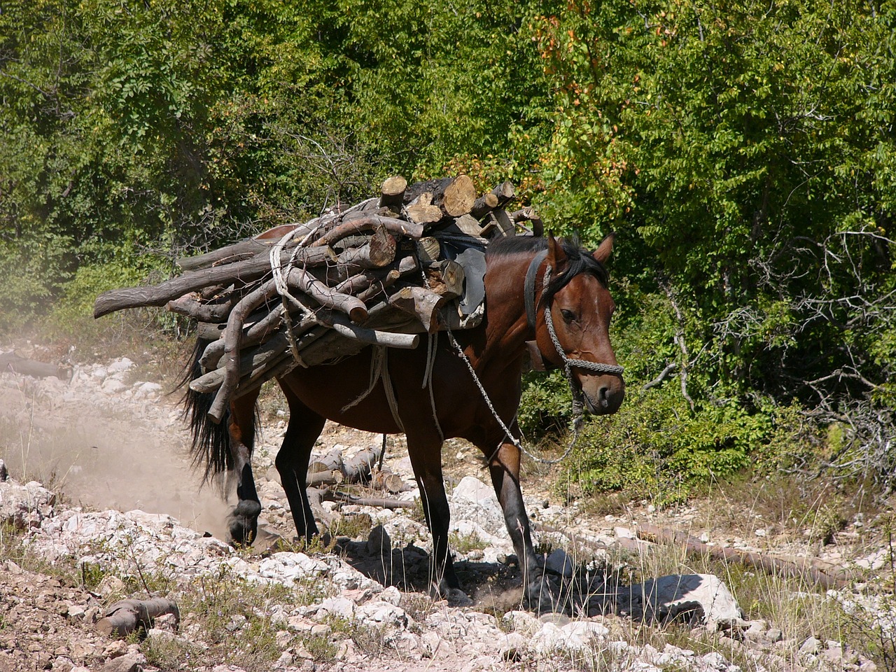 bulgaria nuclear wood free photo