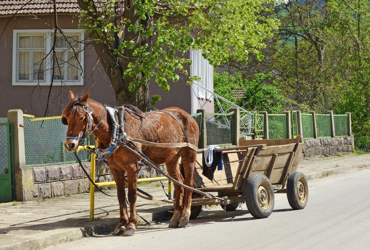 bulgaria  village  horse free photo