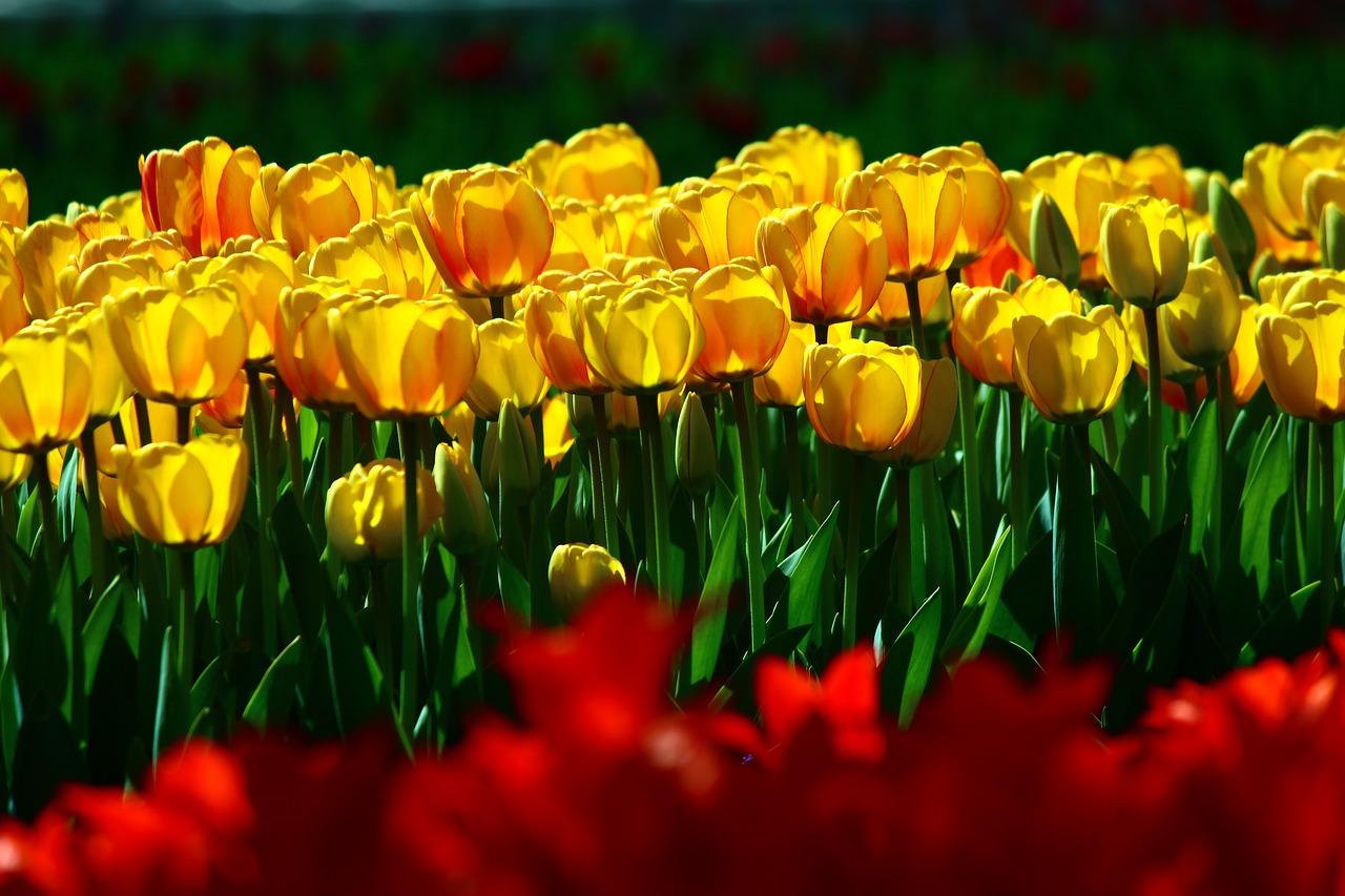 bulk yellow tulips tulips spring free photo