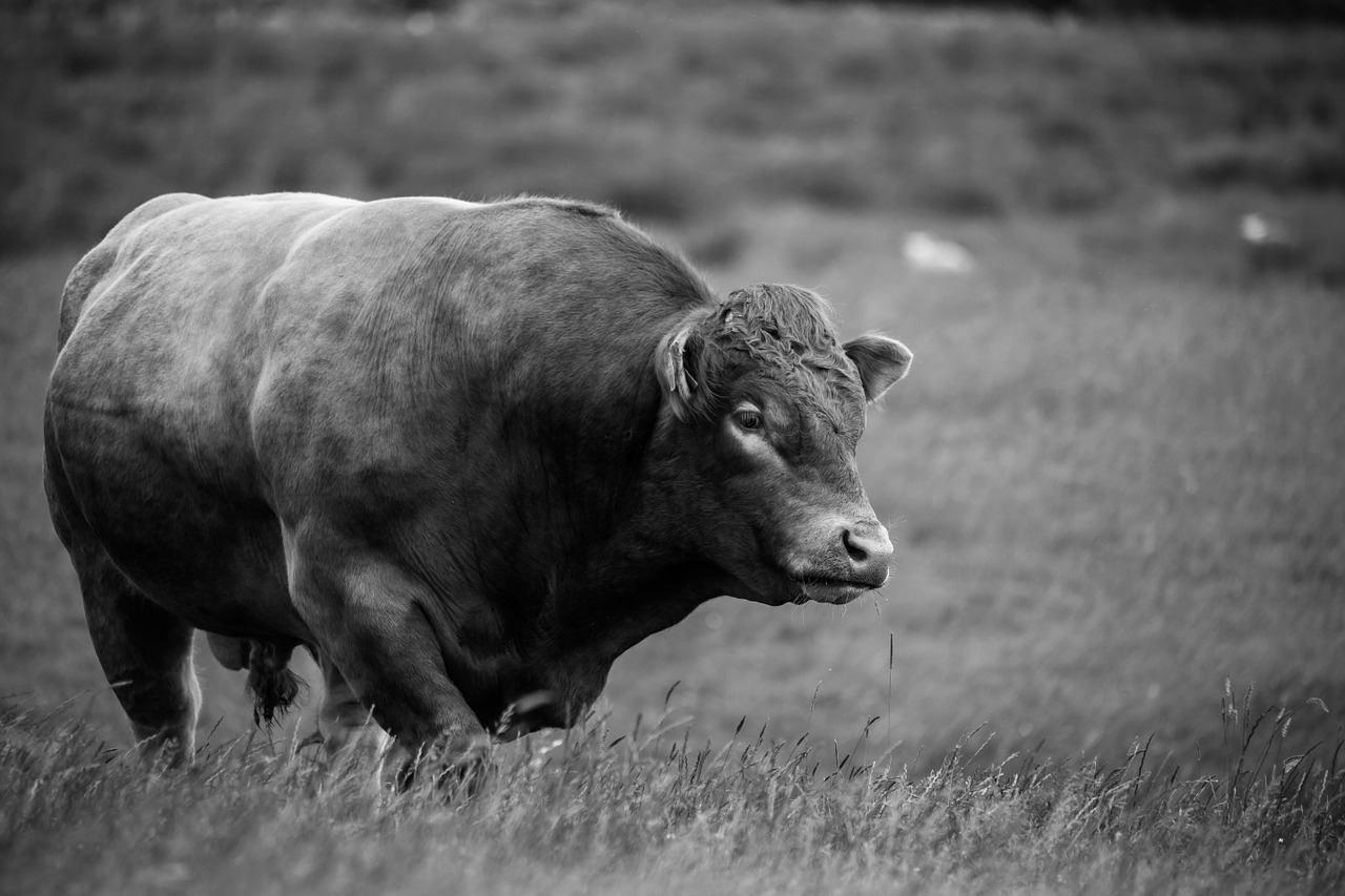 bull farm cattle free photo