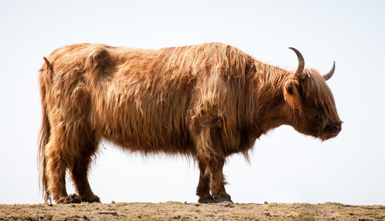 highlander bull ox free photo