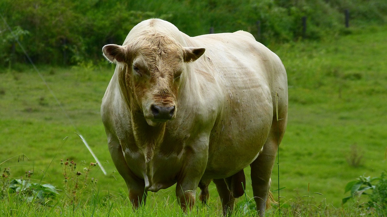 bull cow dairy free photo