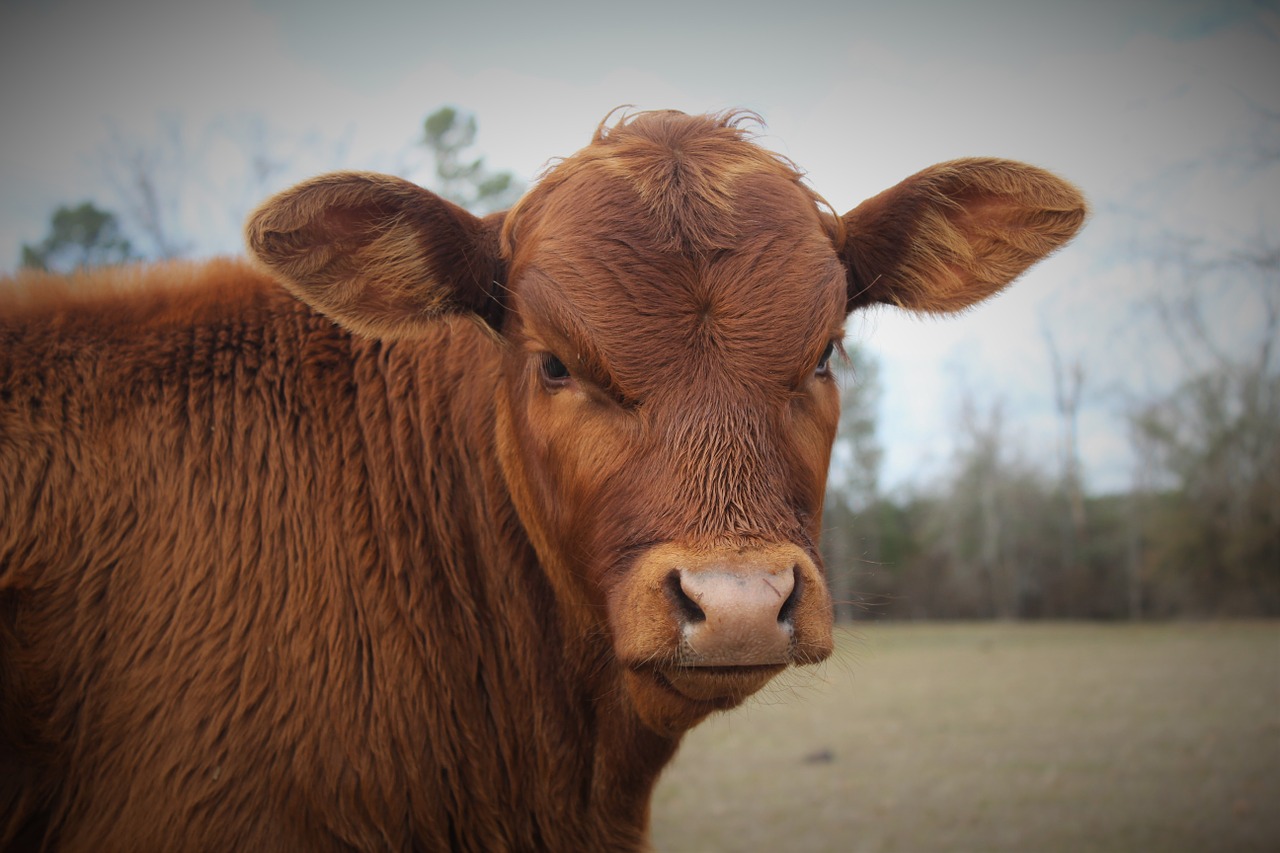 bull calf cow free photo