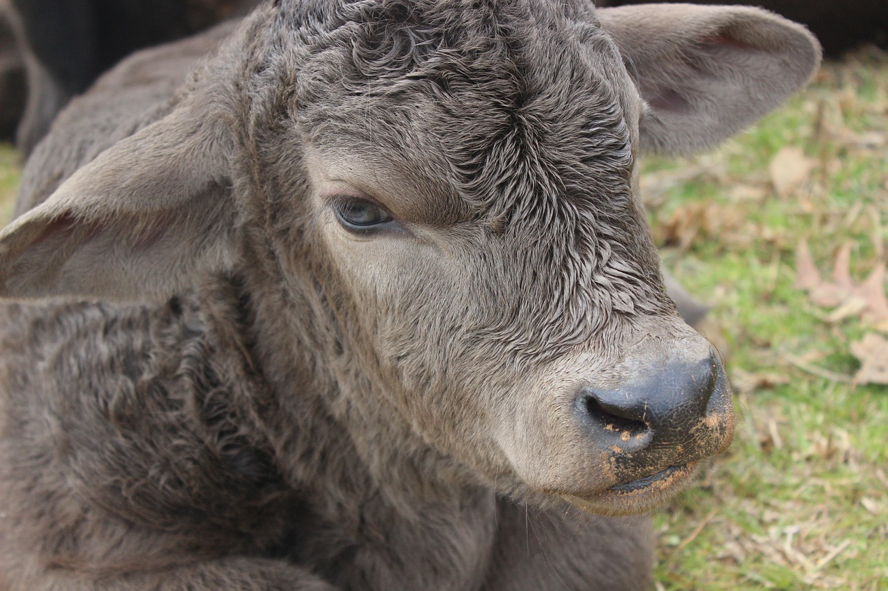 bull calf cow free photo