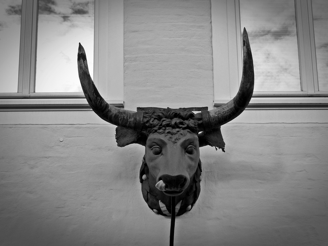 bull bull head bust free photo