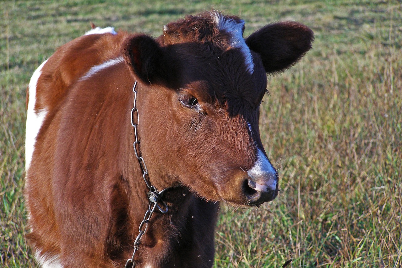 bull young calf free photo