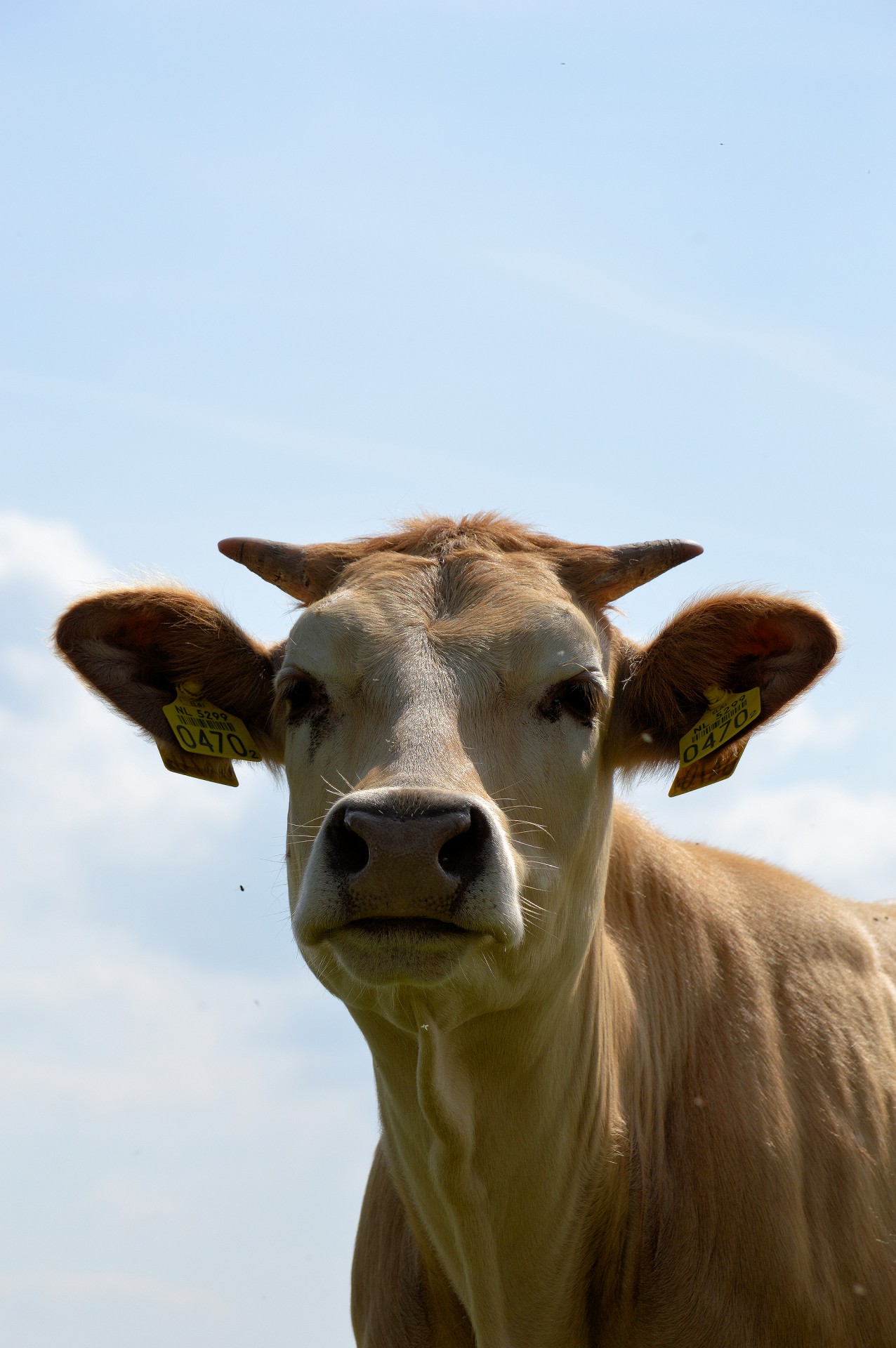bull farm cattle free photo