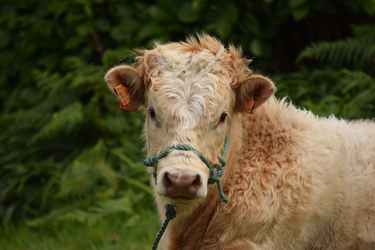 bull cattle animal free photo