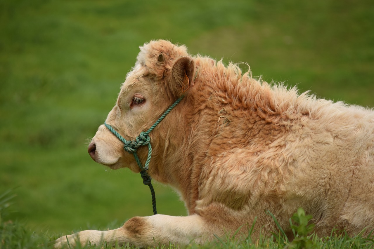 bull calf animal free photo