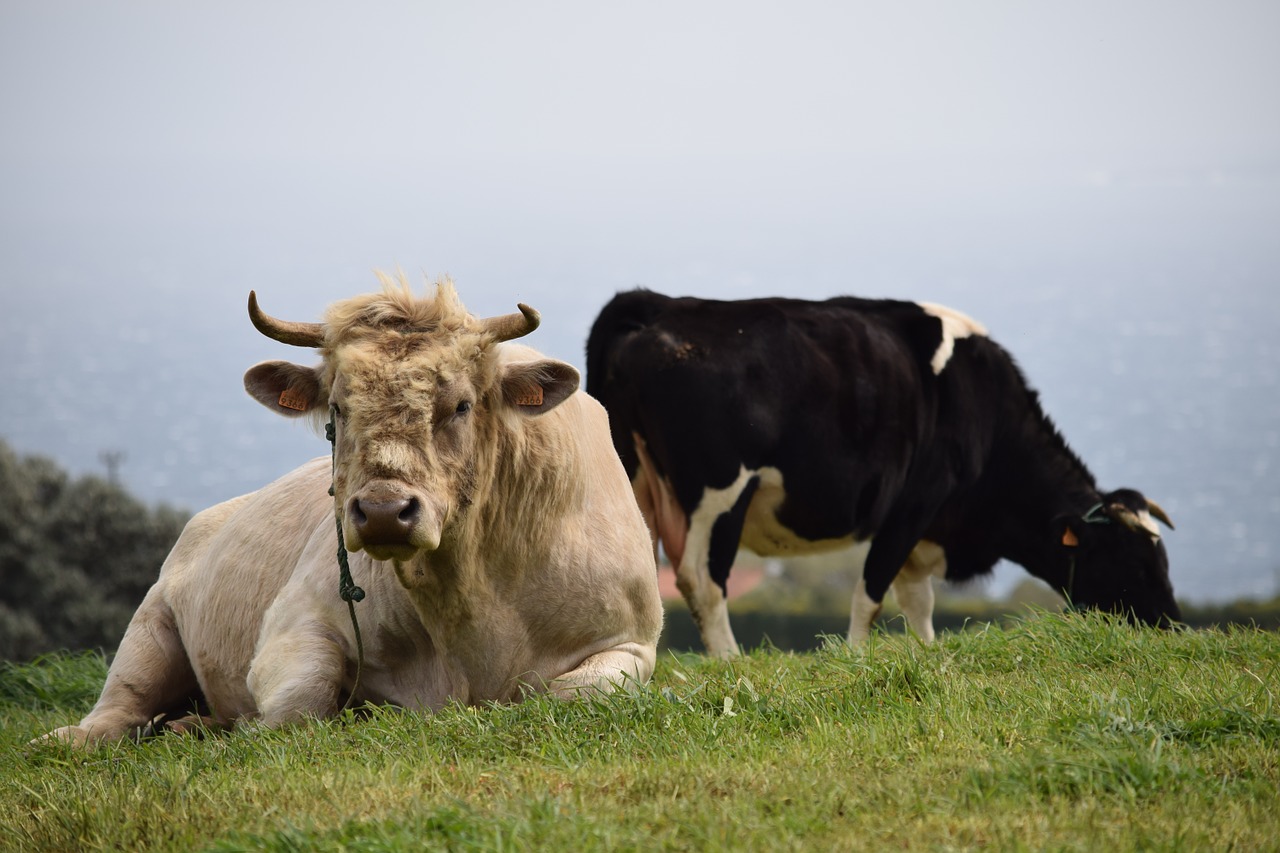 bull cow livestock free photo