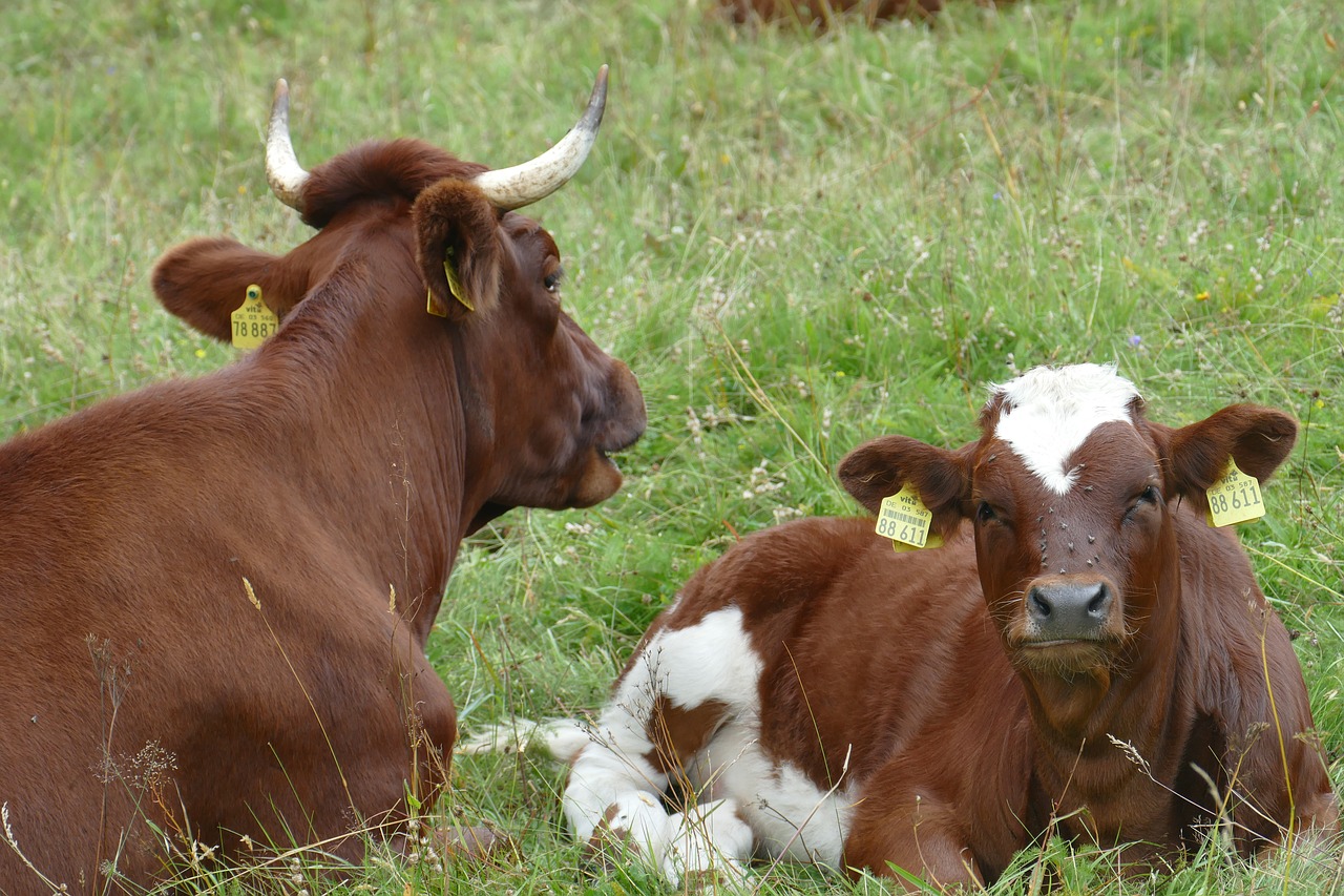 bull cow calf free photo