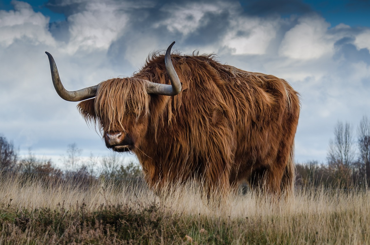 bull landscape nature free photo