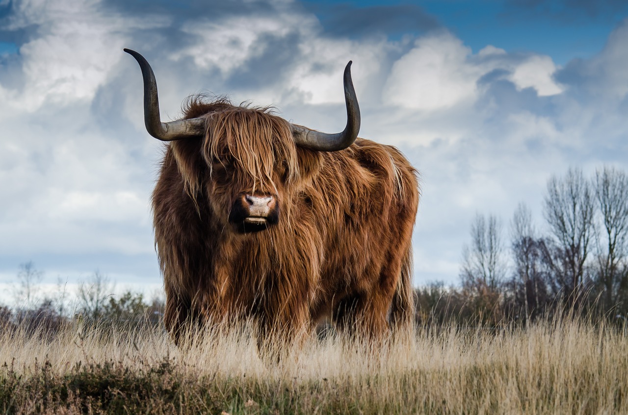 bull landscape nature free photo