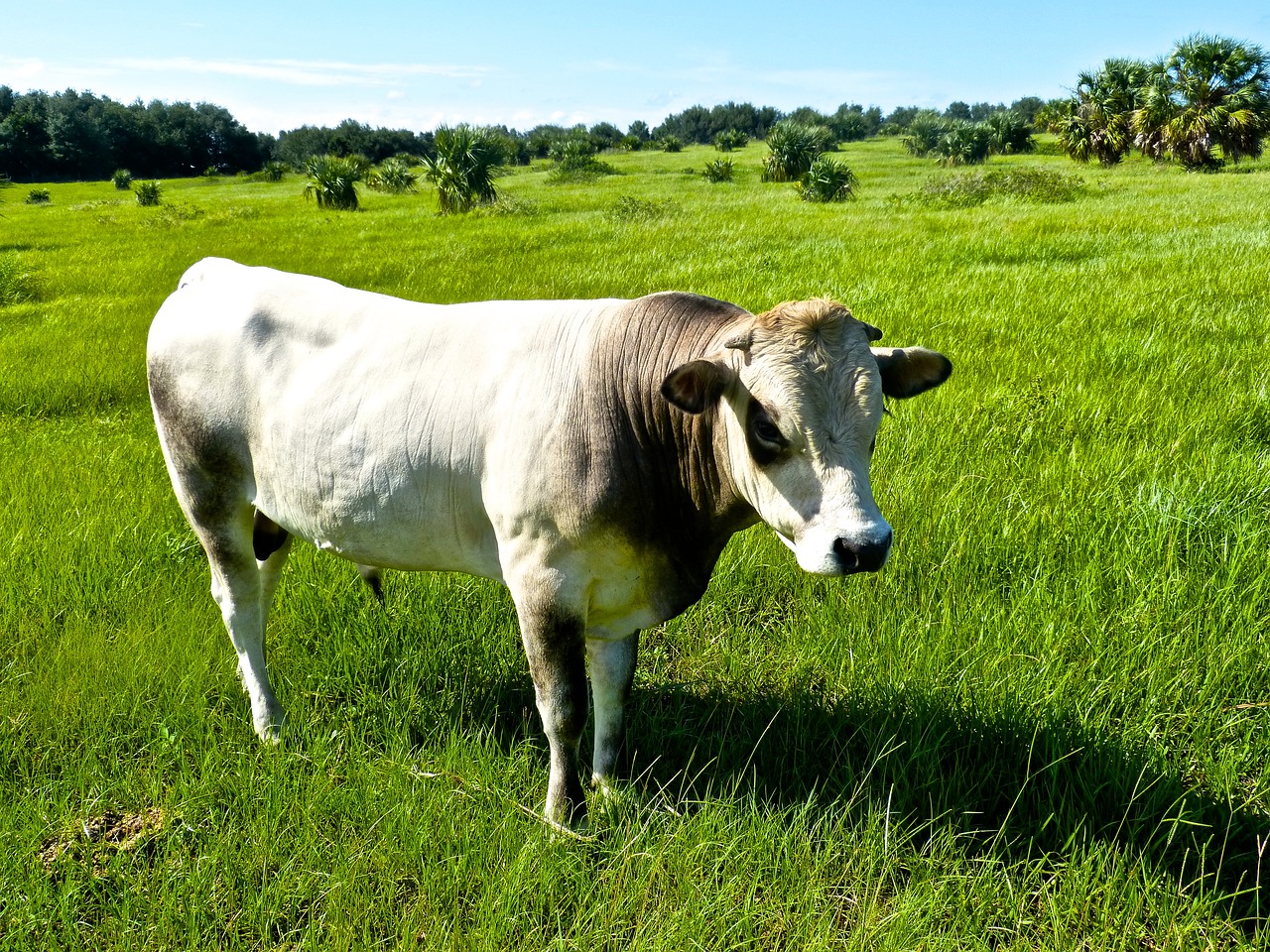 bull pasture grass free photo