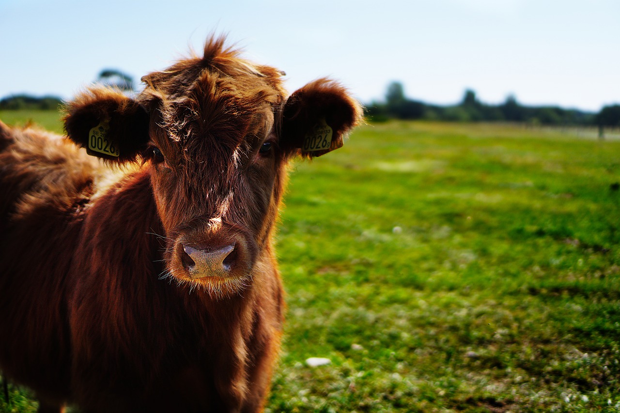 bull calf heifer free photo
