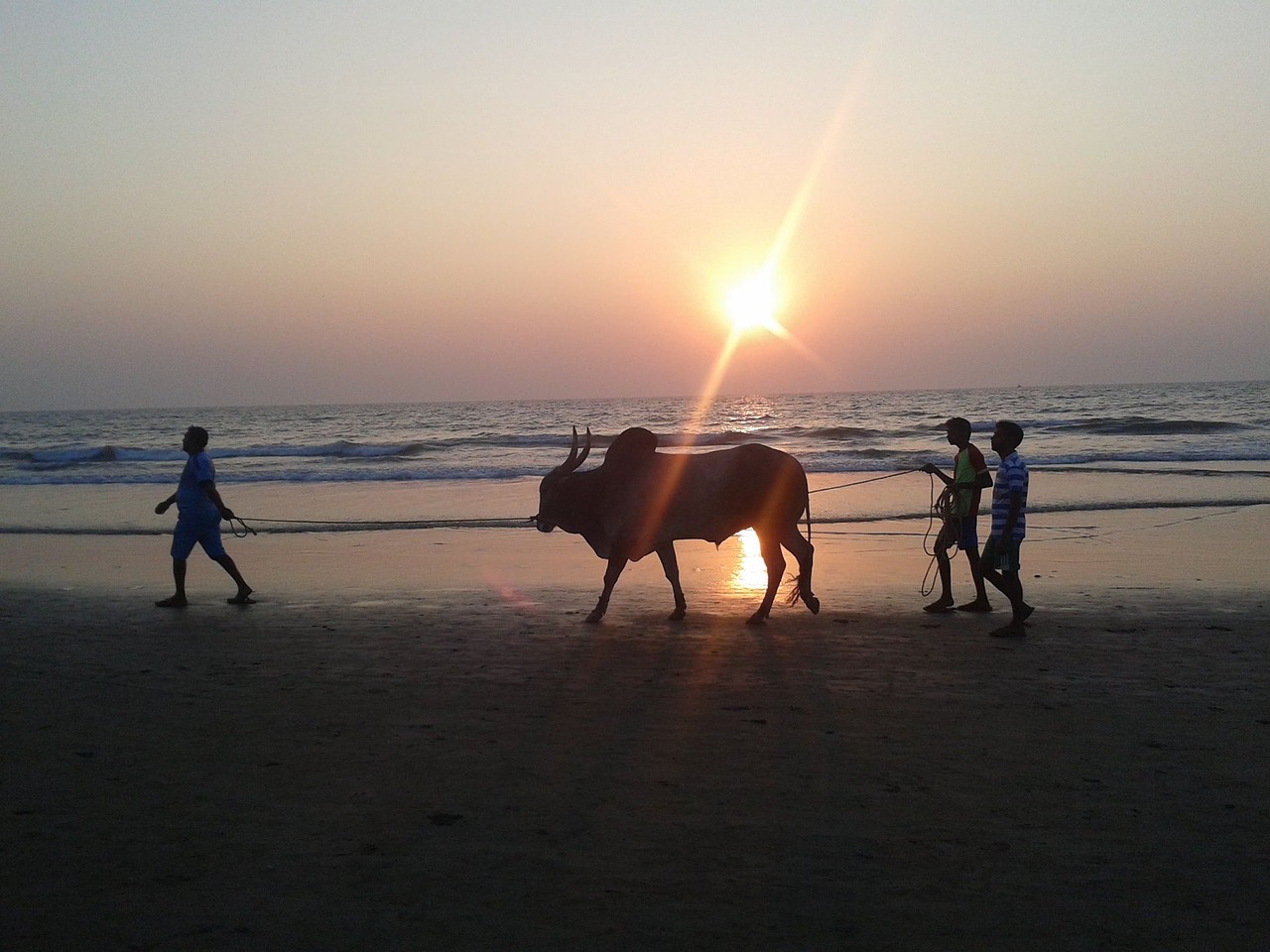 bull sunset the coast free photo