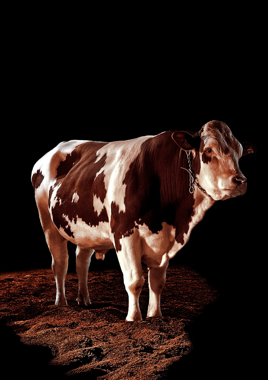 bull beef spotlight free photo