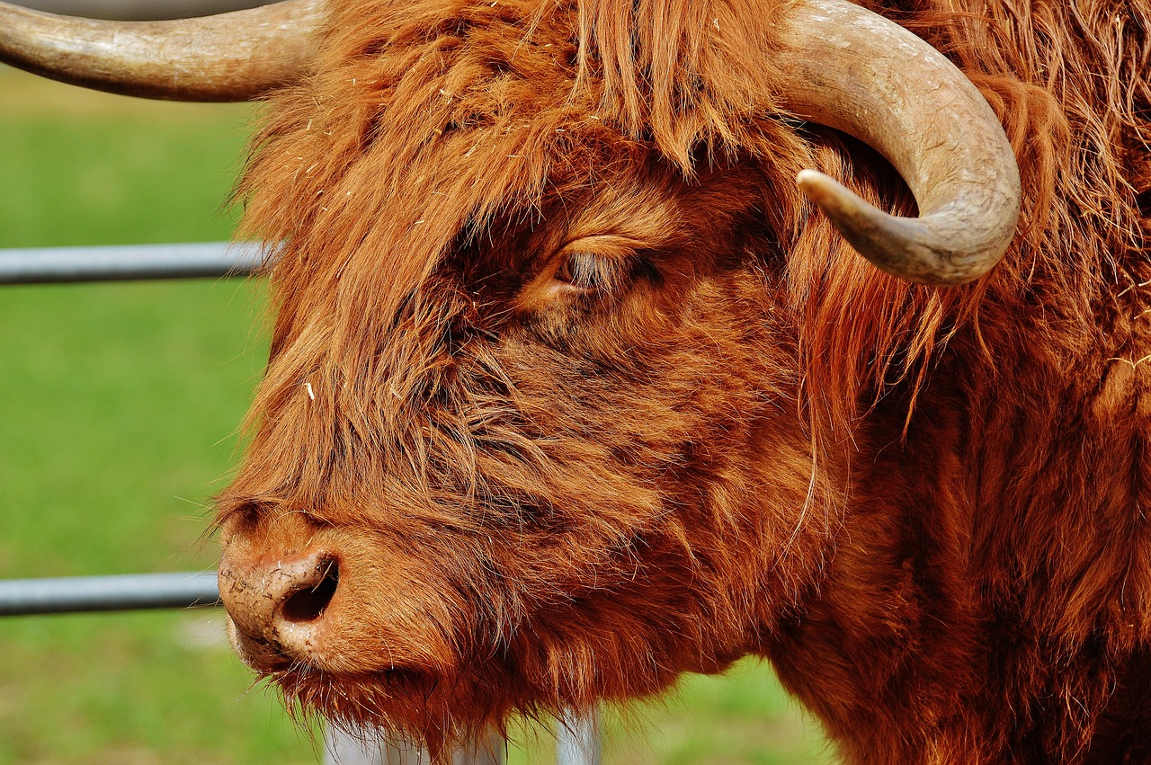bull beef horns free photo