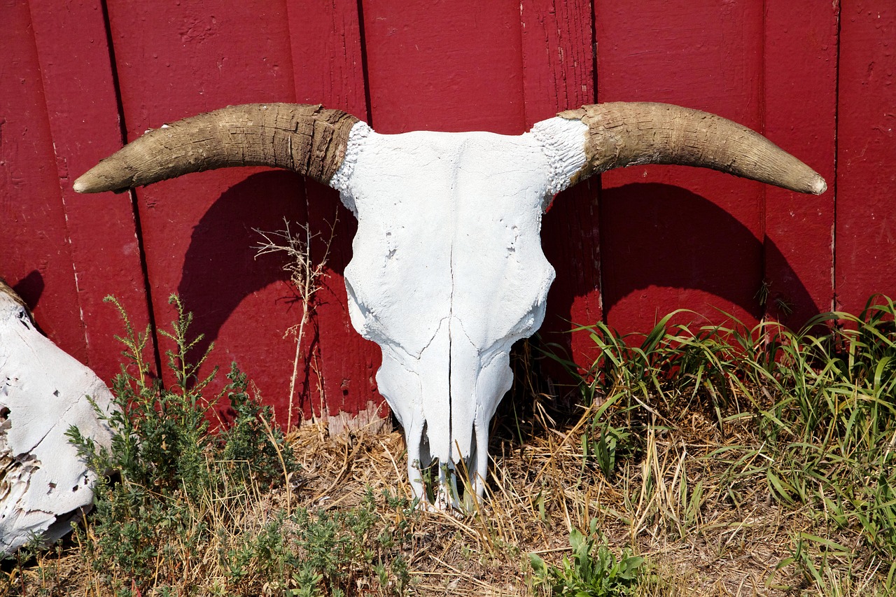 bull bull skull horns free photo