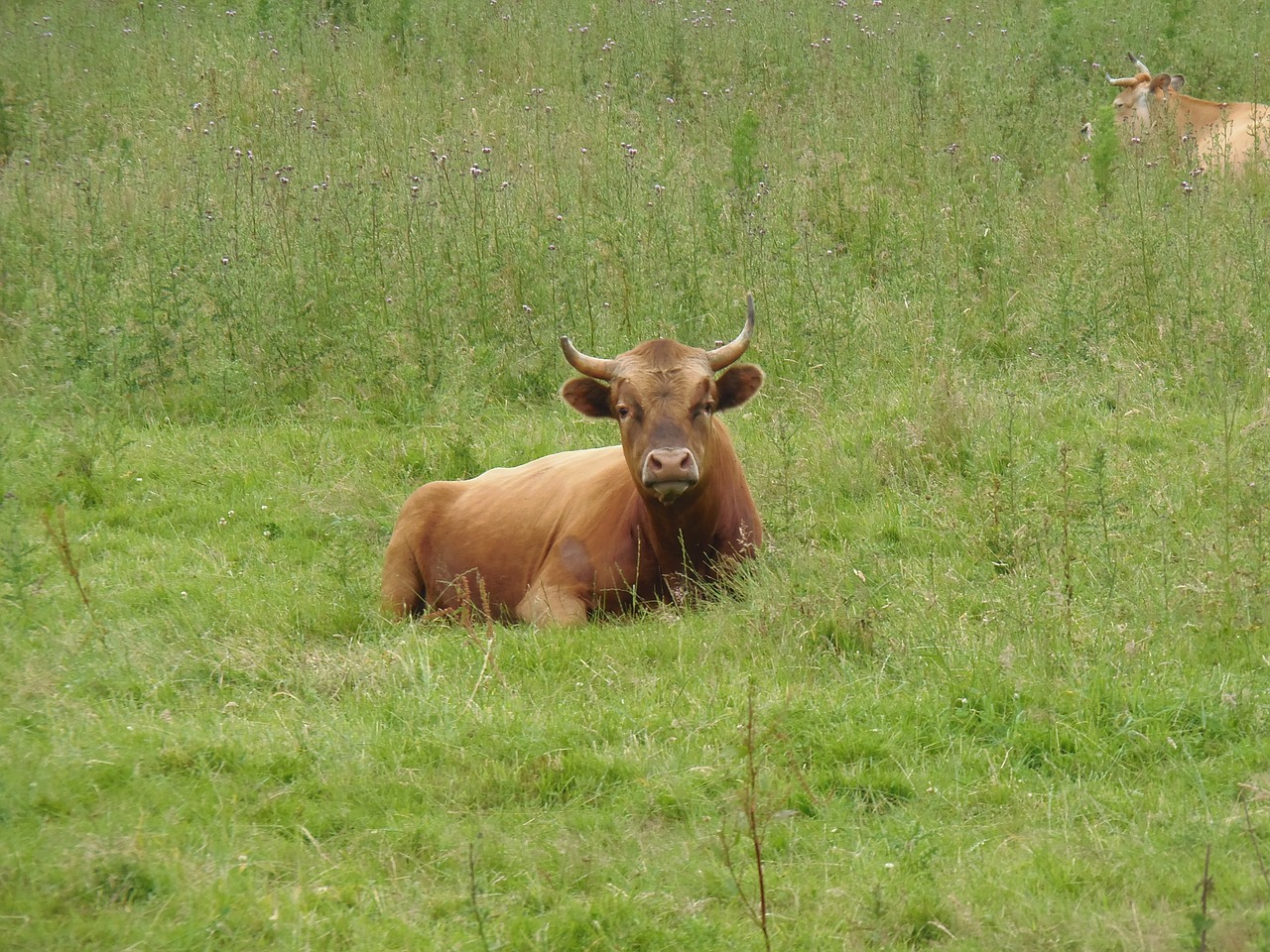 bull animal green free photo