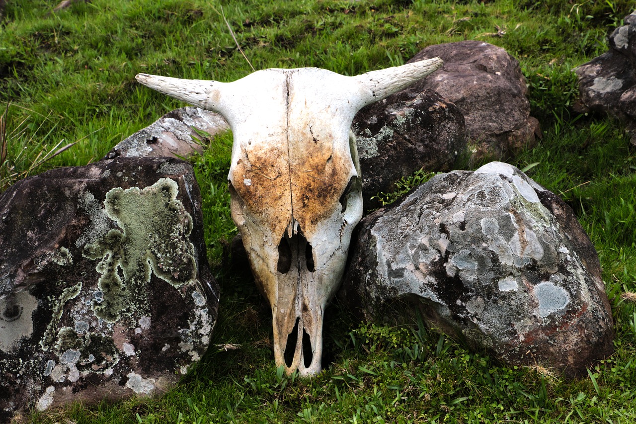 bull cow skull free photo