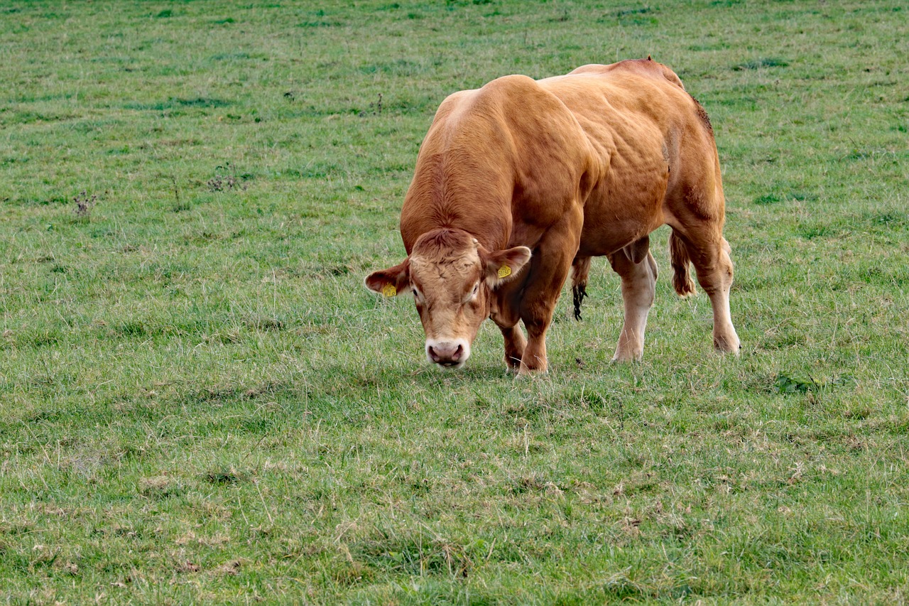 bull cattle animal free photo