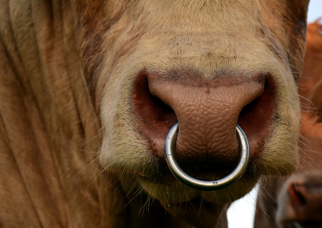 bull nose ring snout free photo