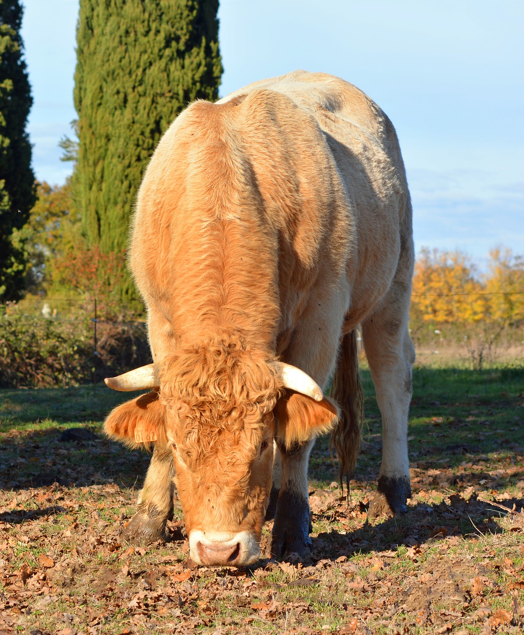 bull cattle agriculture free photo