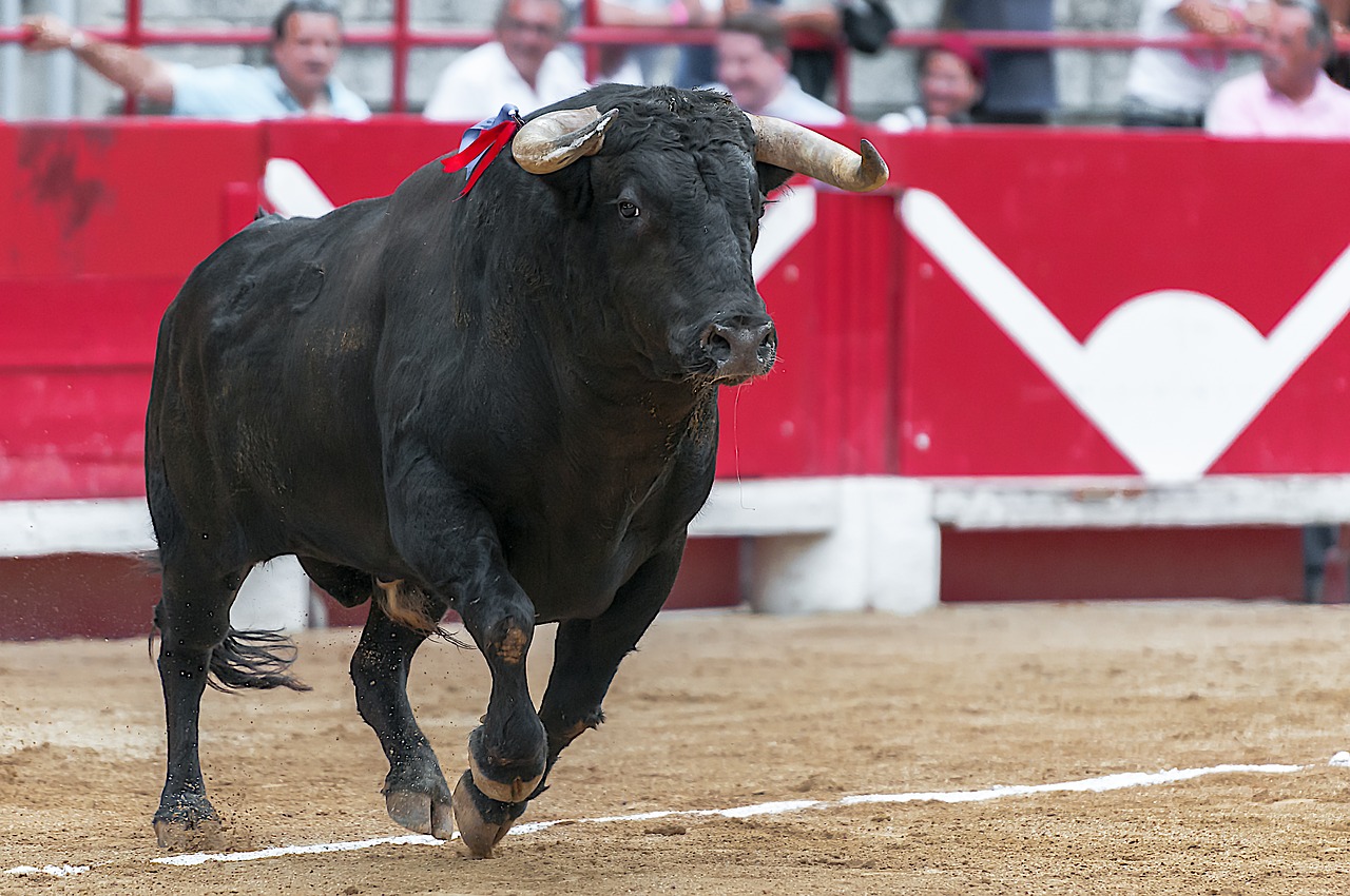 bull arenas beaucaire free photo