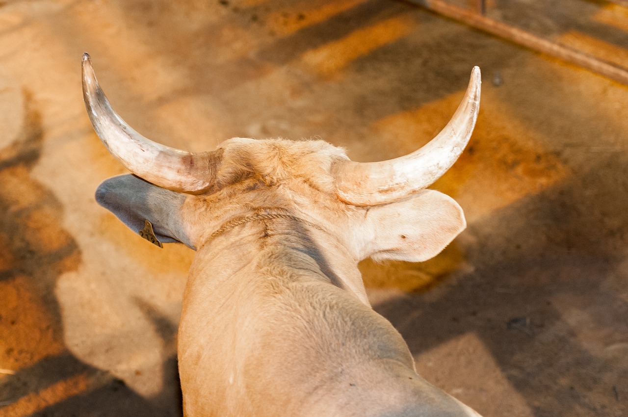 bull horns cattle free photo
