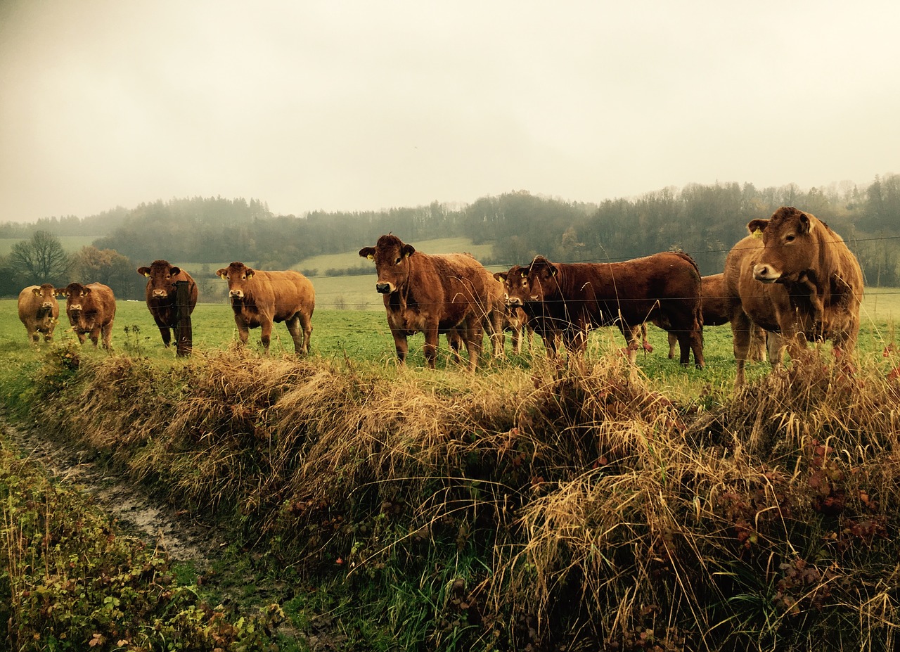 bull nature grass free photo